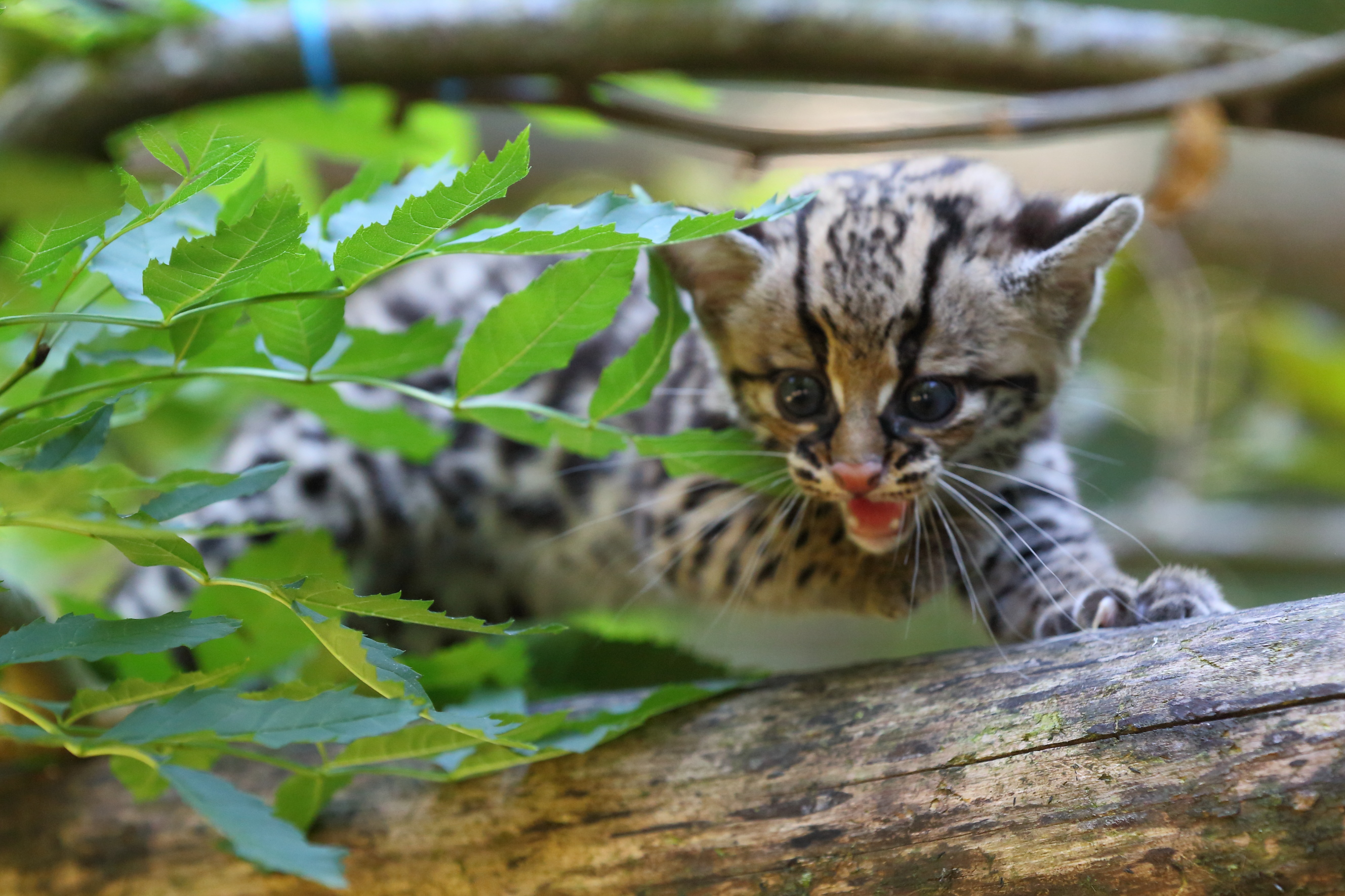 Le Parc des Félins Portail des professionnels du tourisme Paris Île