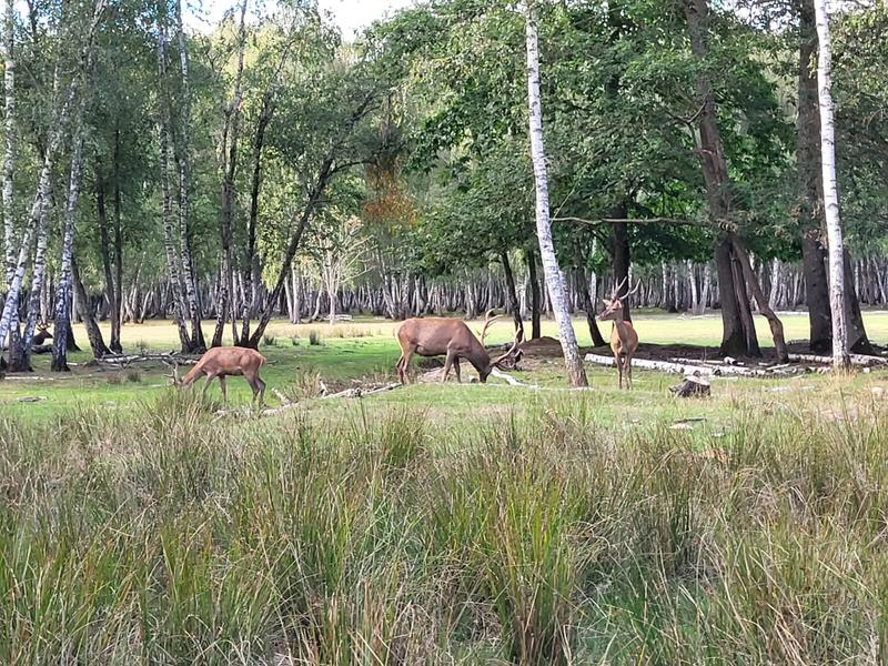 Espace Rambouillet_Sonchamp