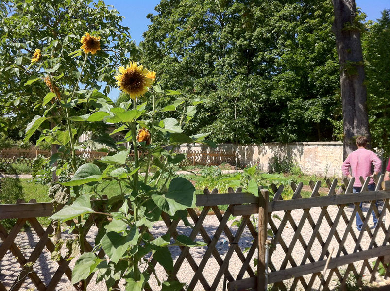 Potager dans le parc du château Chanorier, Croissy-sur-Seine