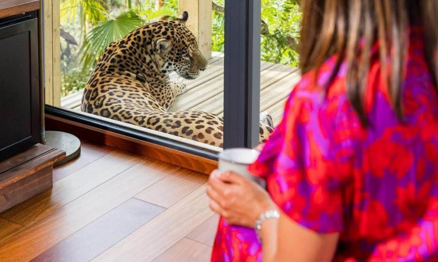Lodges des Jaguars (Parrot World)