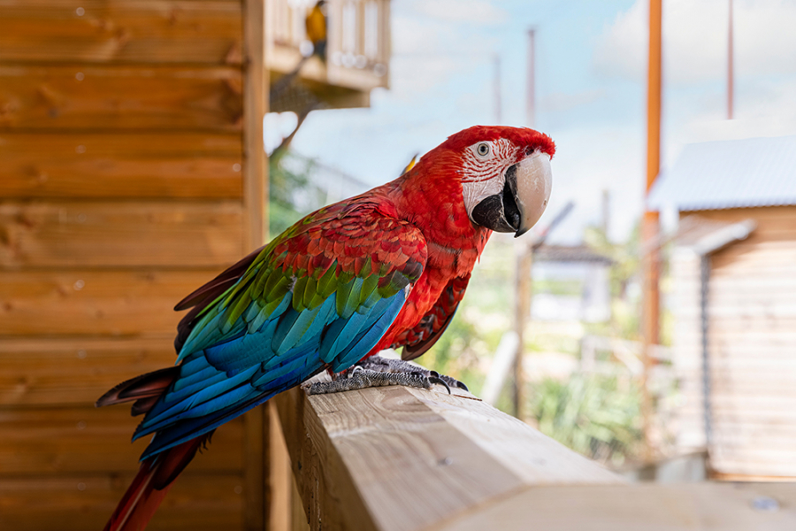 Perroquet à Parrot World