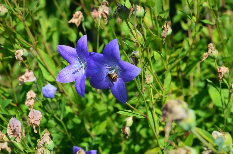 Conservatoire des Plantes
